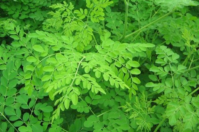 Moringa Niger