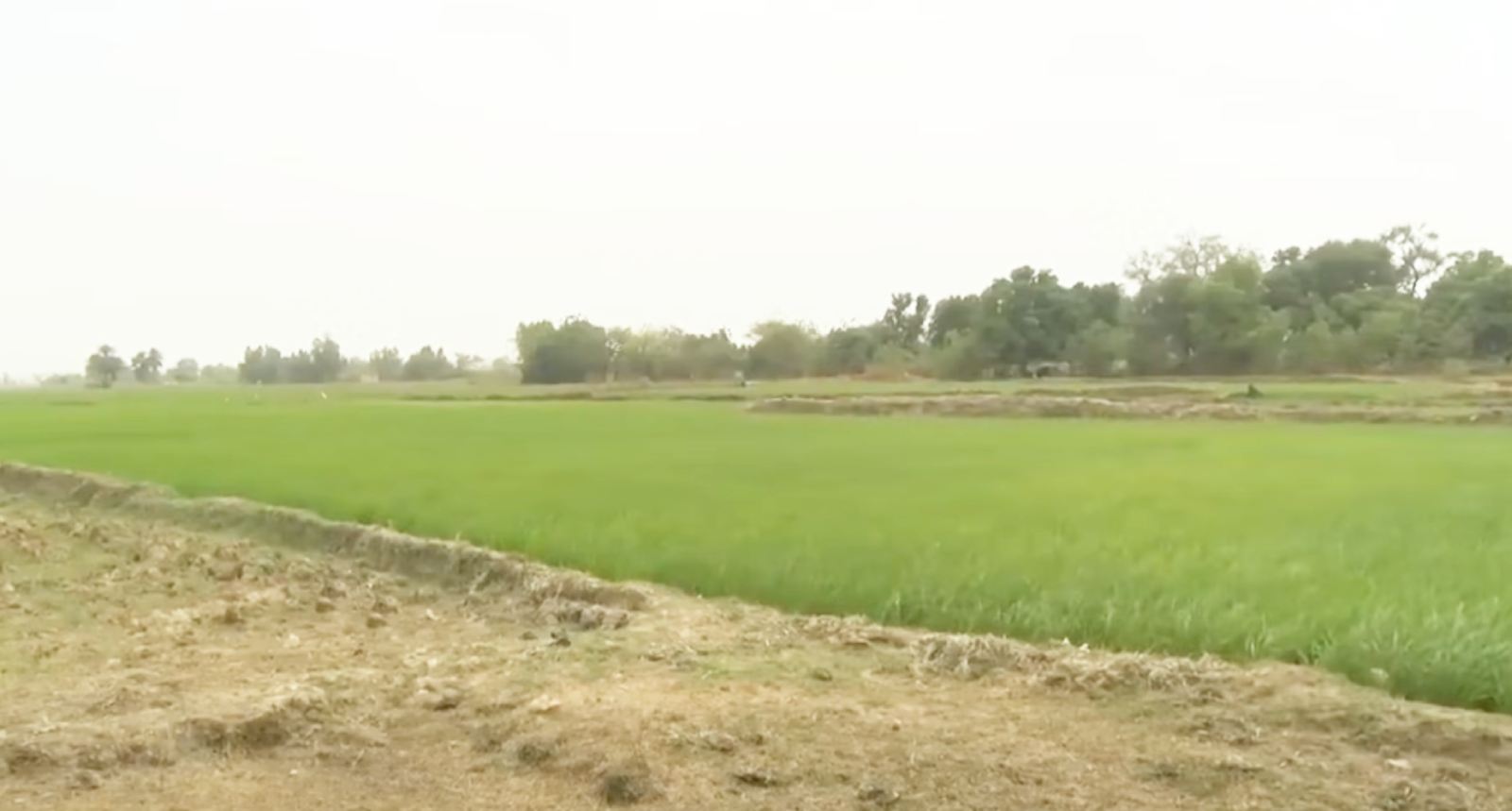 grande irrigation au niger lonaha denonce un acte illegal sur lamenagement hydro agricole de saga 1