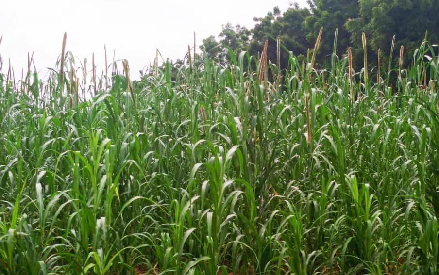 niger la campagne agropastorale 2026 evolue favorablement a maradi et dosso