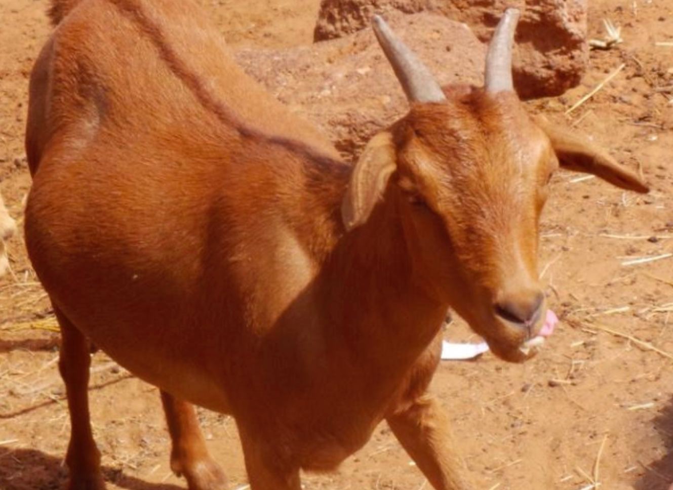 Chevre rousse de Maradi Niger