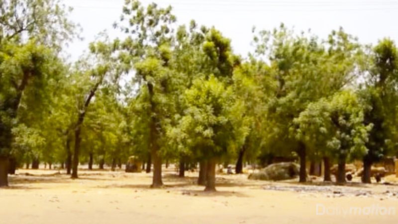 Ceinture Verte Niamey 2