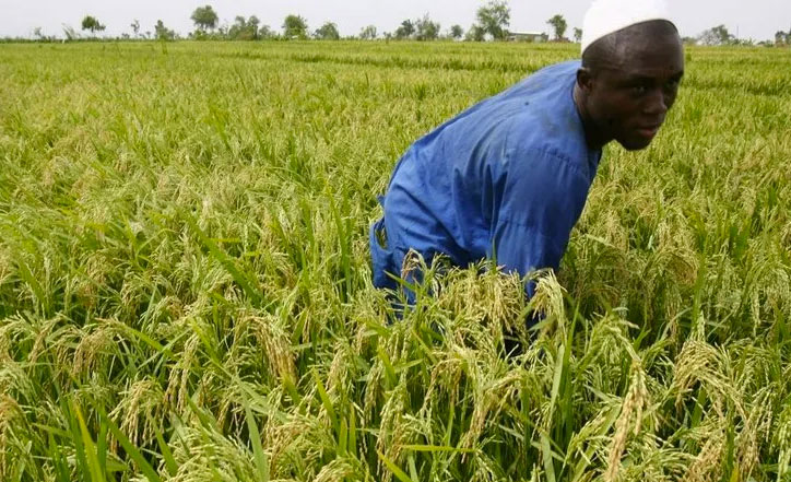 Campagne rizicole 2021 dans la région de Tillabéri : Un rendement très satisfaisant avec 7 tonnes à l’hectare