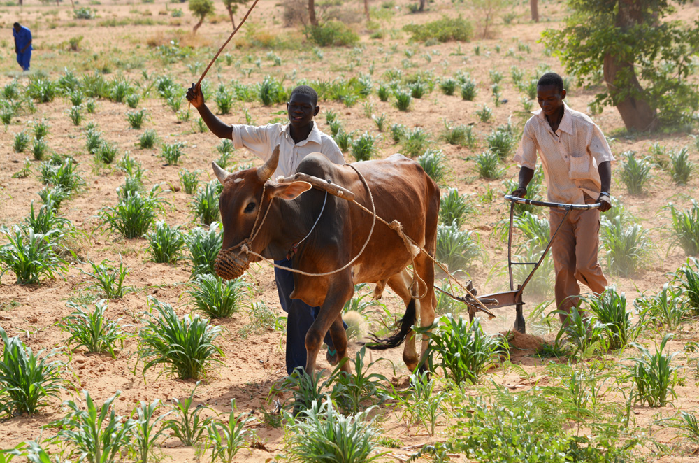 Agriculture Niger 